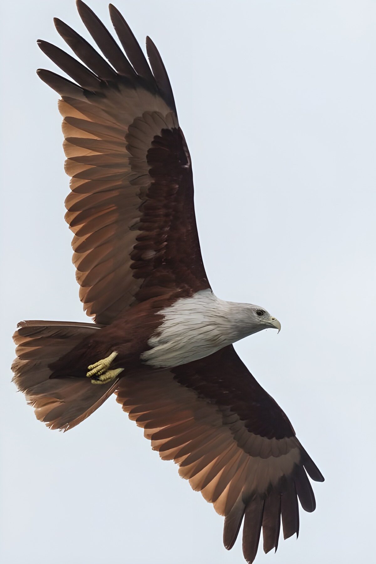 TP53417: Machtige Zeearend in volle vlucht