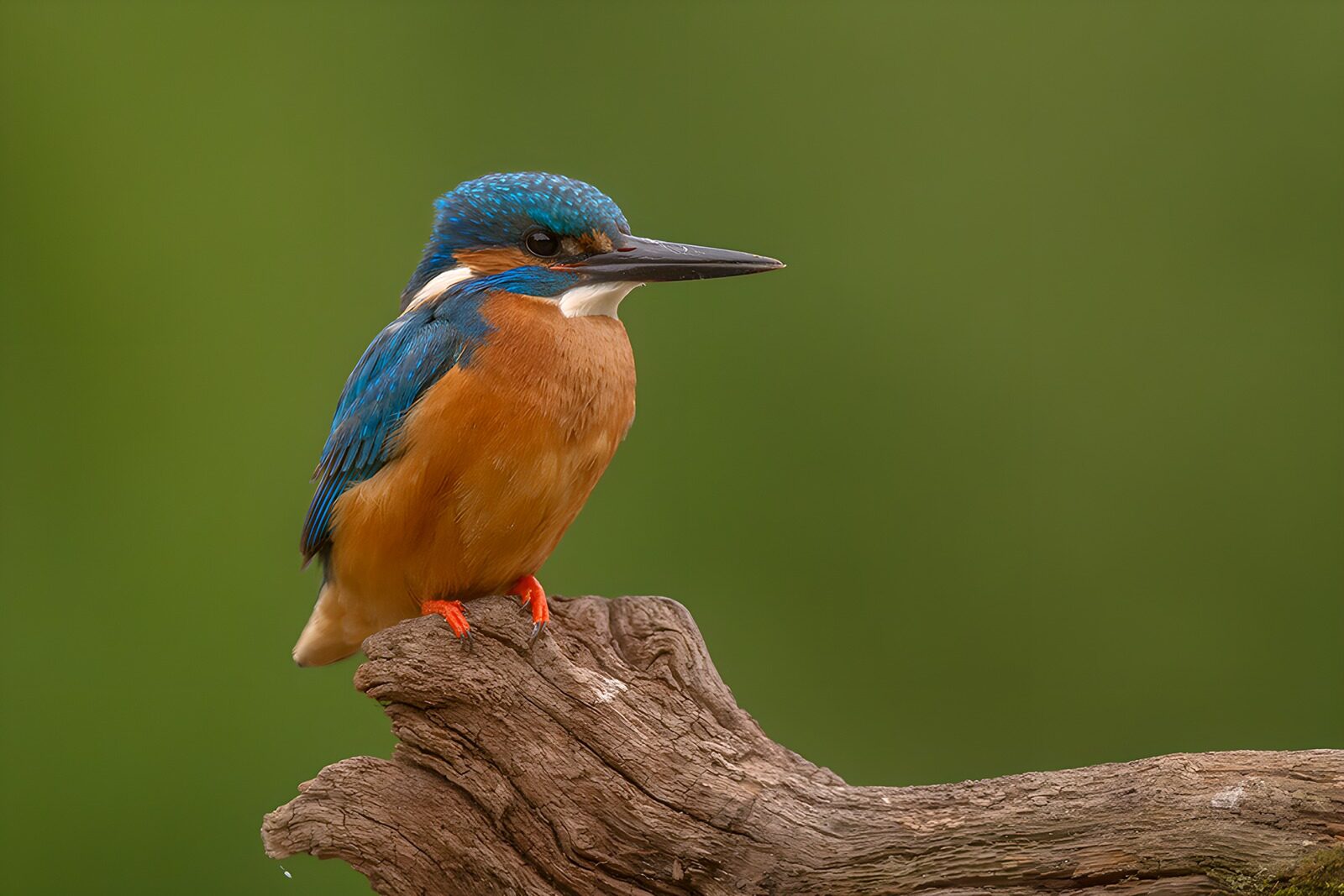 TP54704: IJsvogel op tak