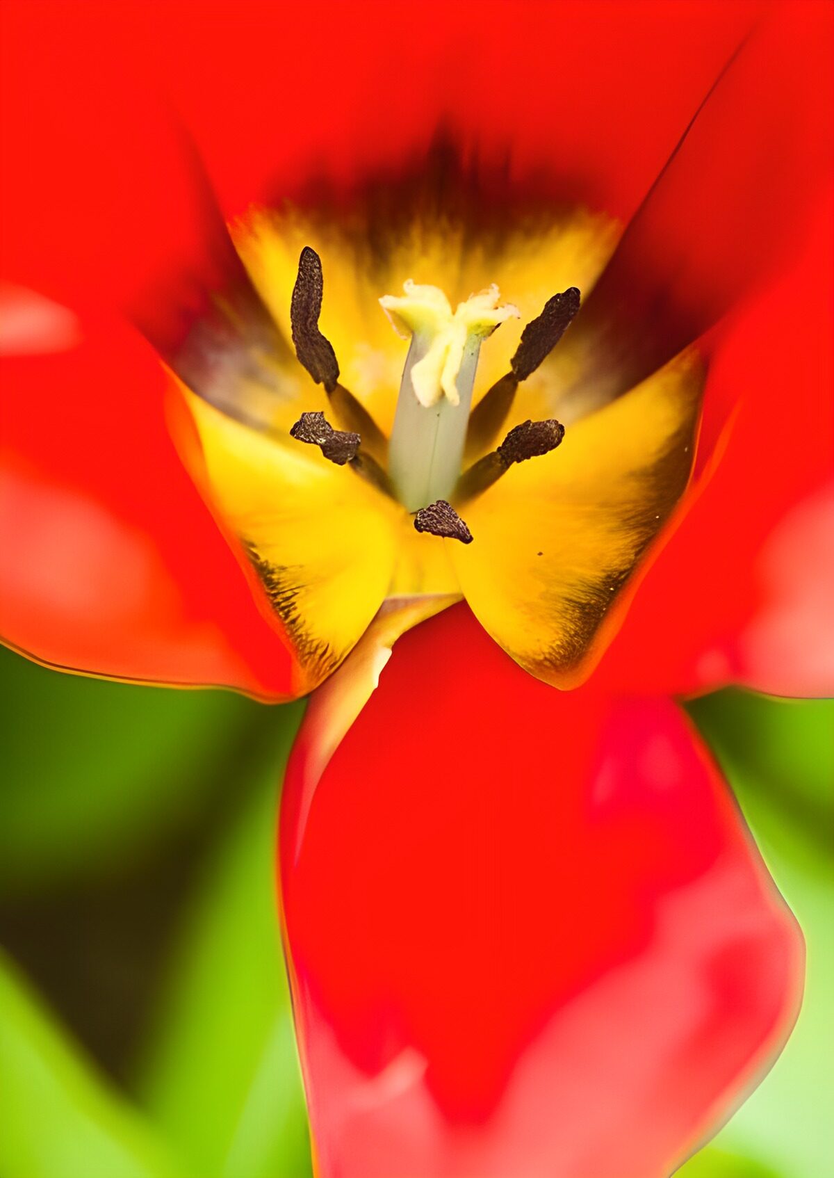TP13599: Tulpen hart
