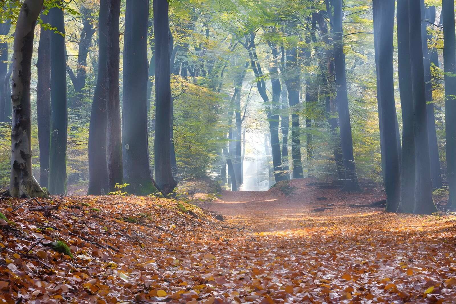 TP66965: Bospad in het Speulderbos 1