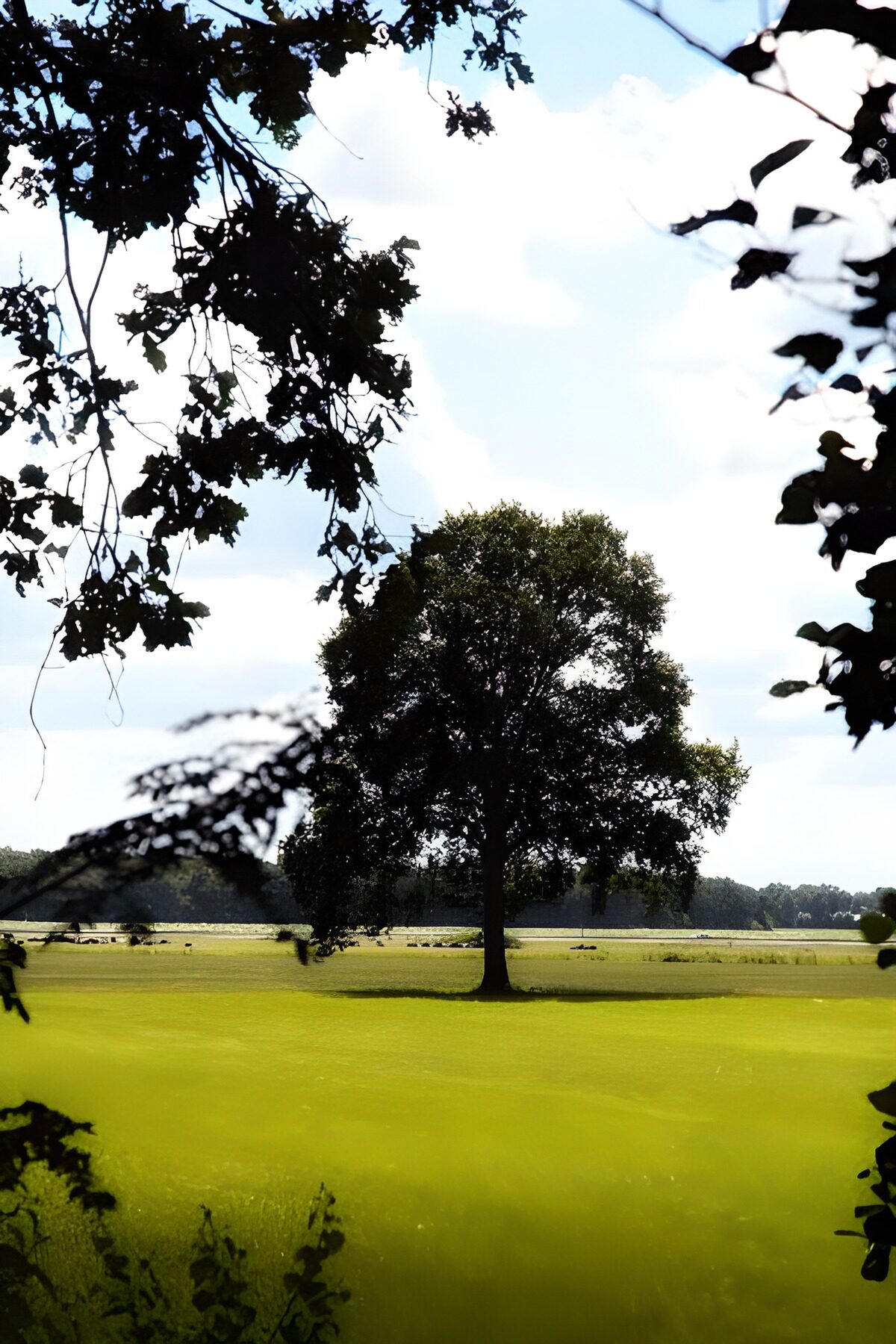 TP66219: Bos en parken 32