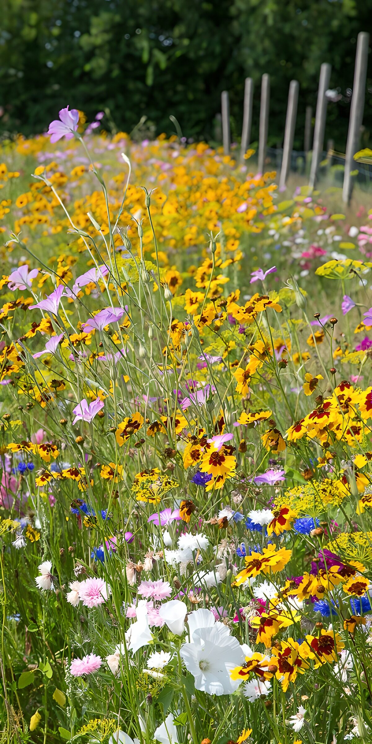 TP12866: Kleurrijke bloemenweide in de natuur