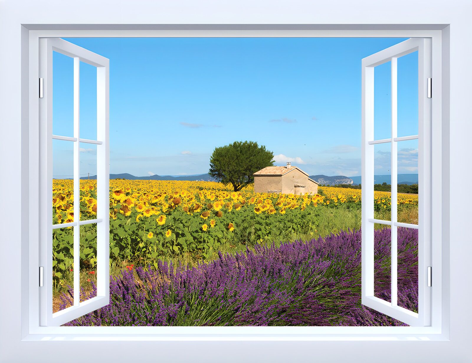 TP66816: Uitzicht op zonnebloemen en lavendel
