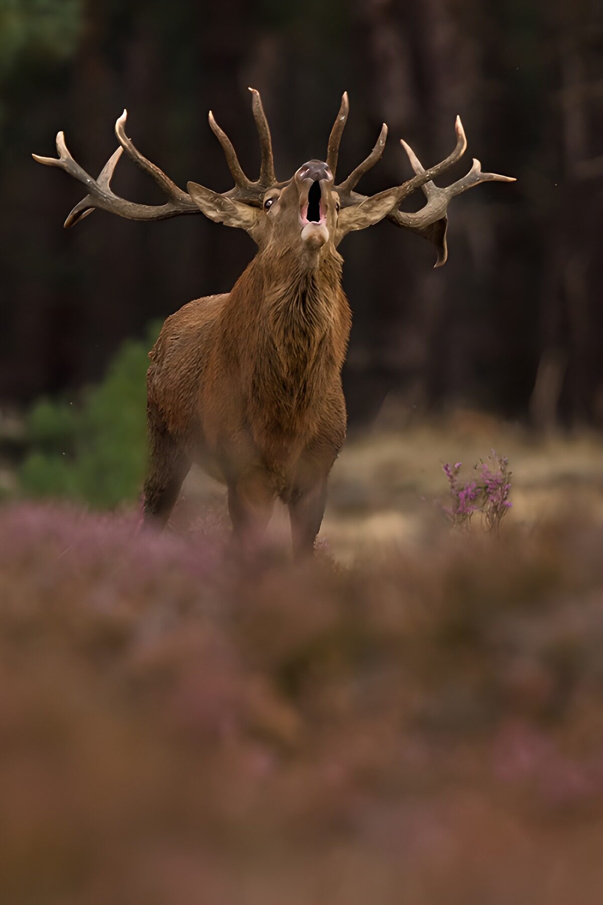 Majestueuze hert tijdens de bronsttijd