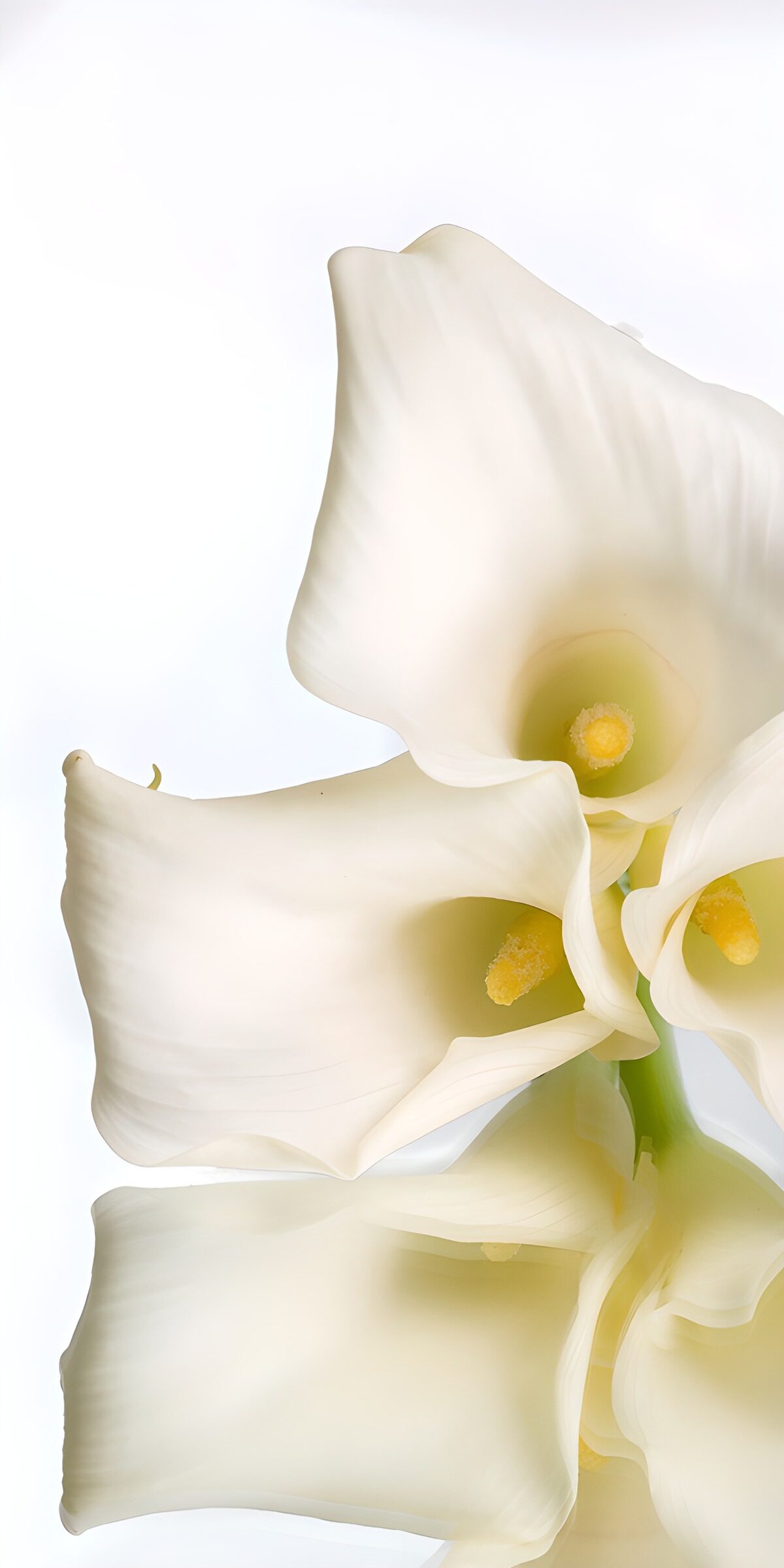 TP70965: Elegante witte lelies