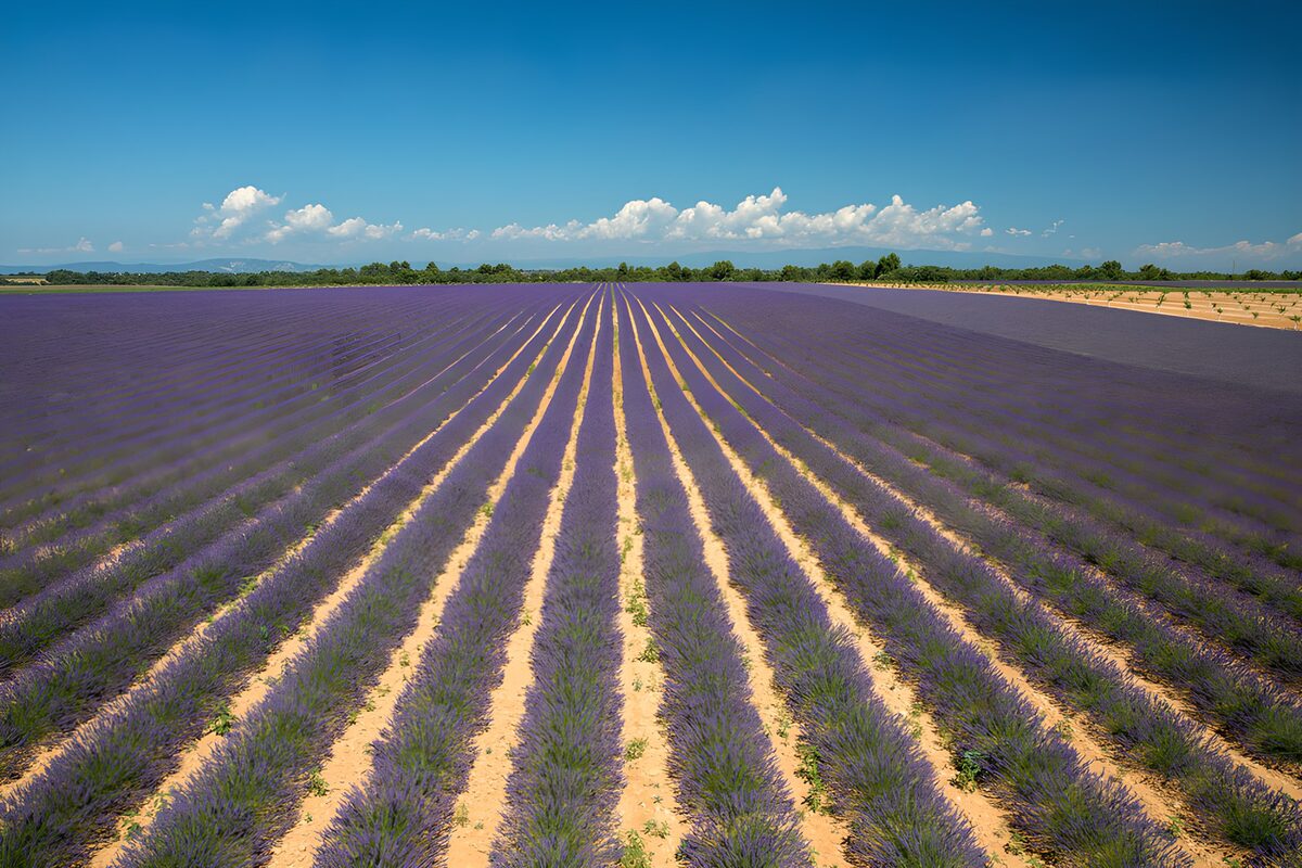 Prachtig lavendelveld onder blauwe lucht