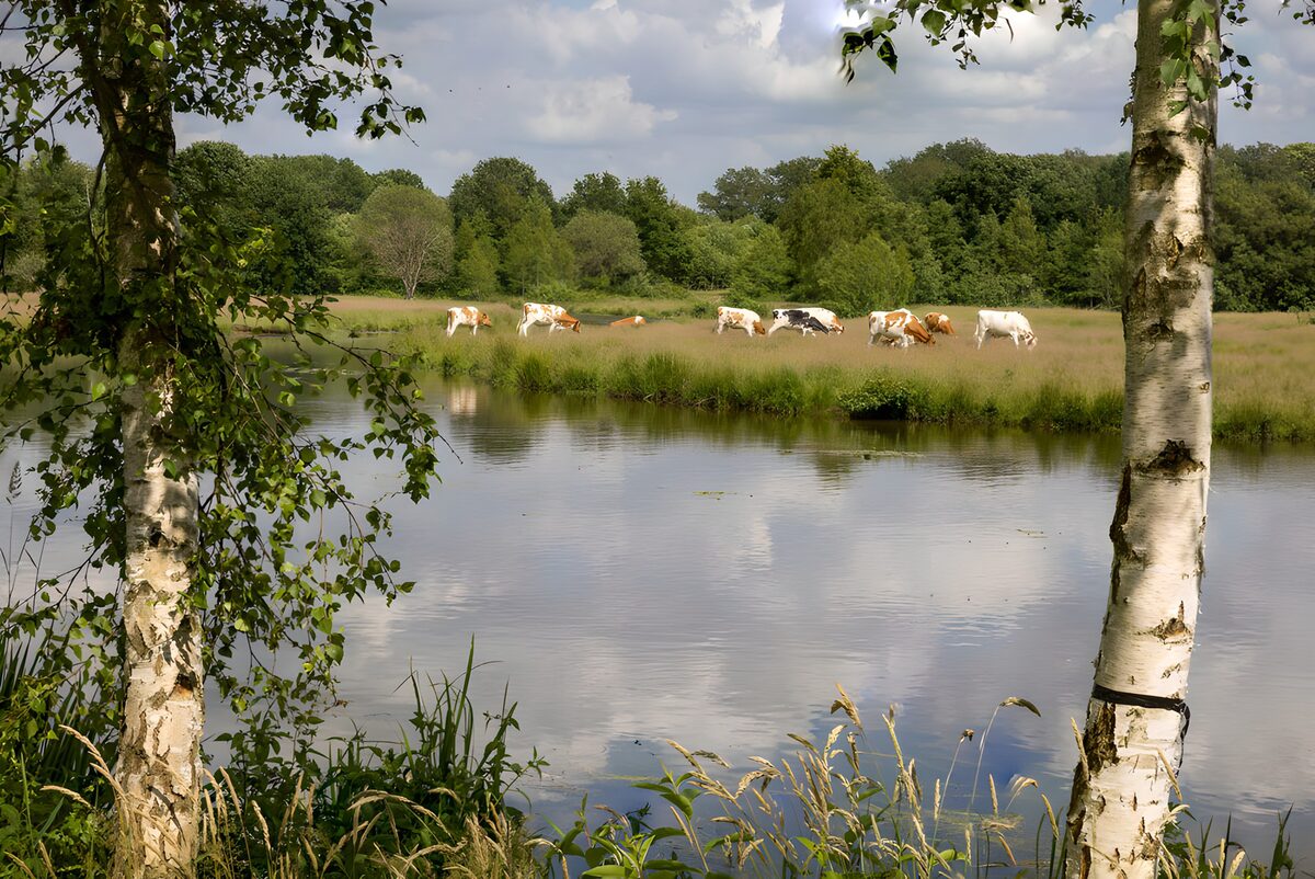 Rustig landschap met grazende koeien