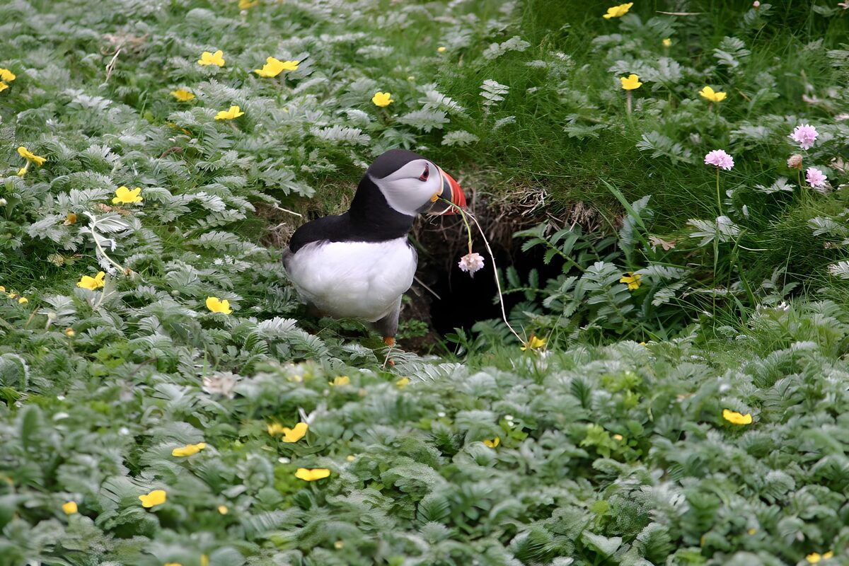 Papagaaiduiker met bloem in snavel