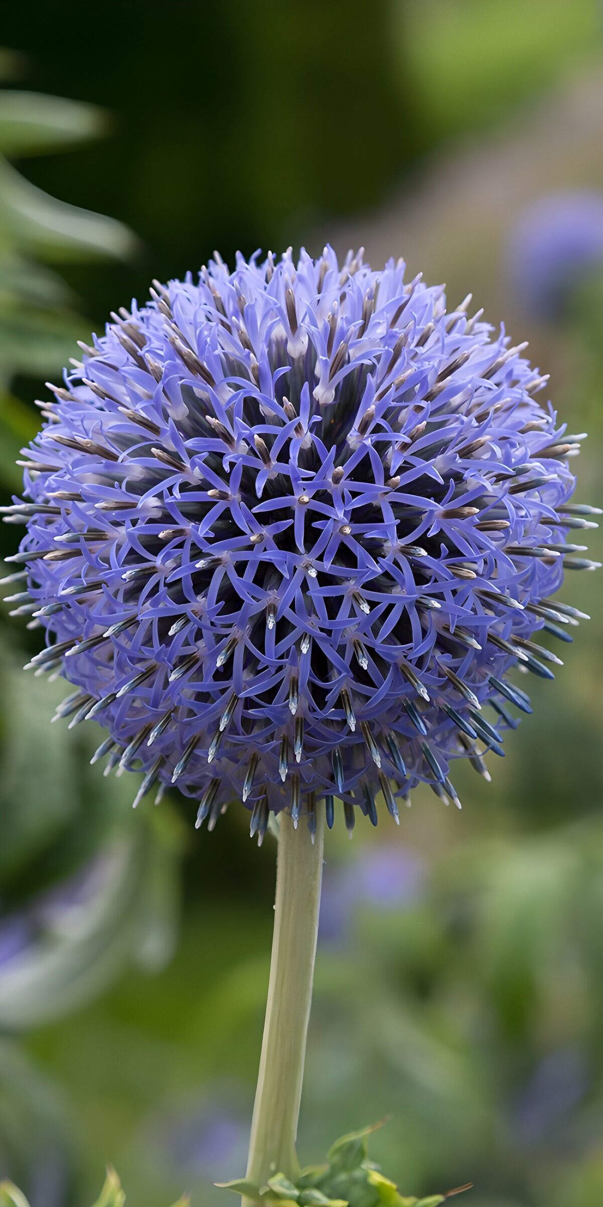 TP95034: Blauwe bolhuishoofd
