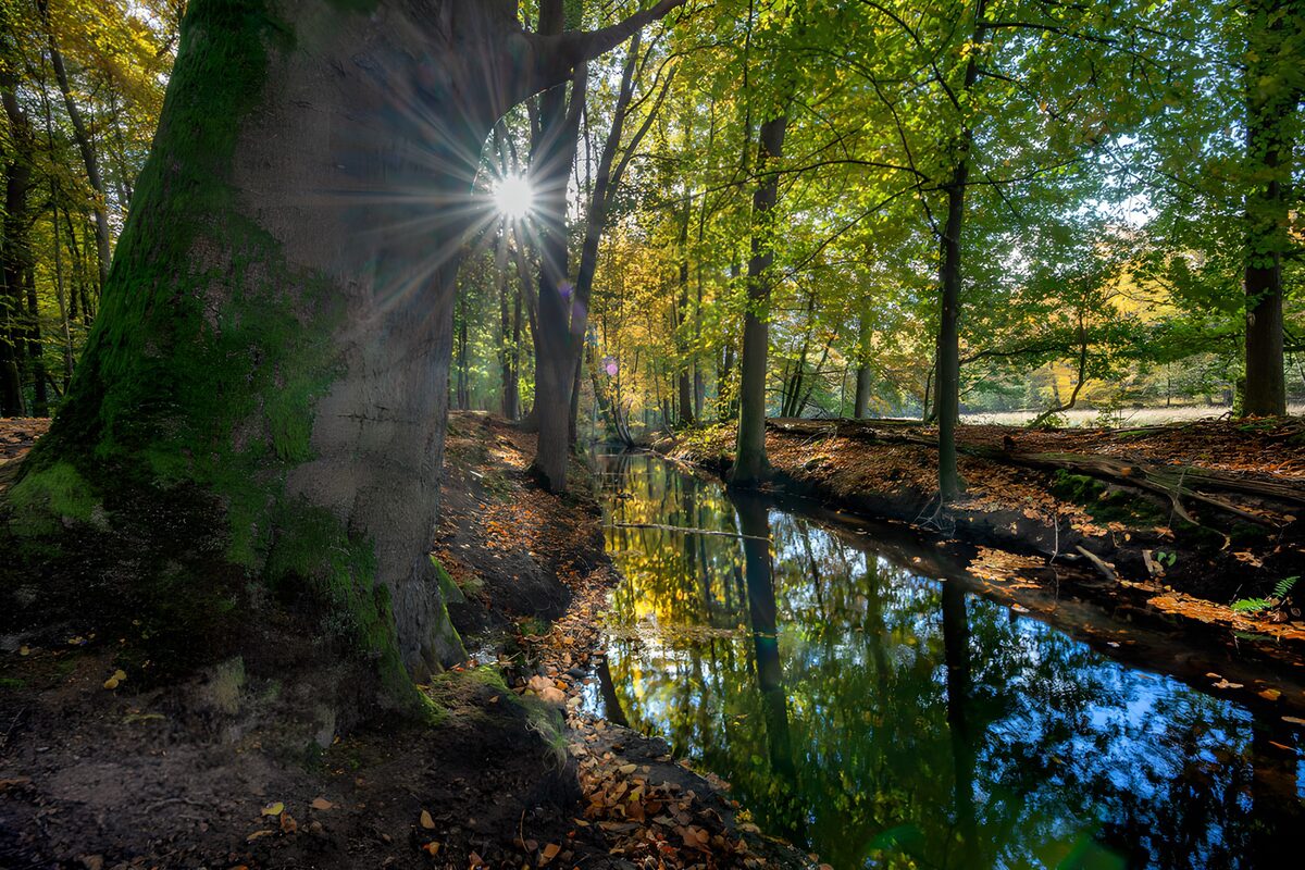 Zonnestralen door het Bos