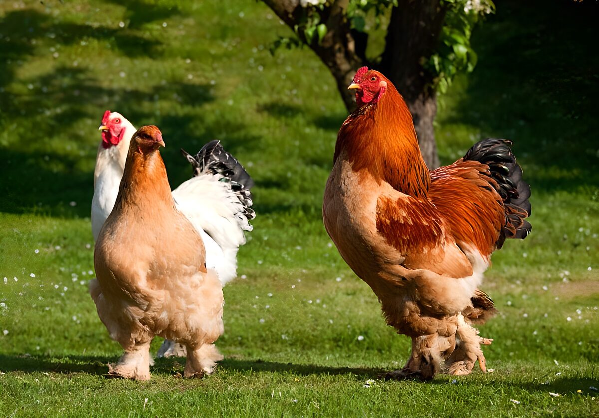 Kippen en haan lopen over gras