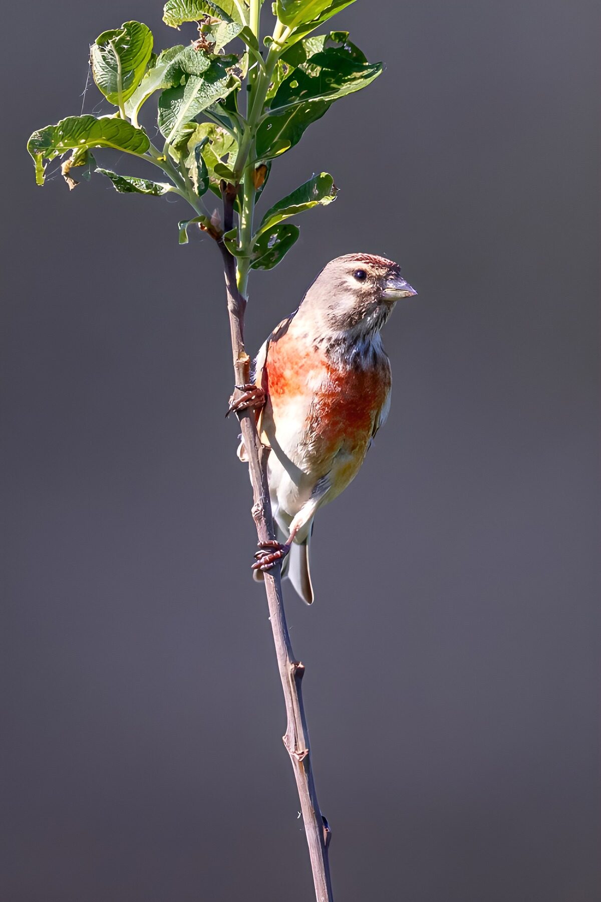Vrolijke vinken in de natuur