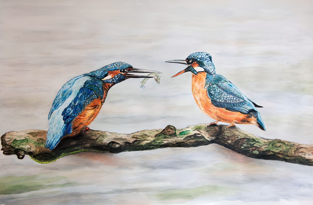 Twee ijsvogels op een tak