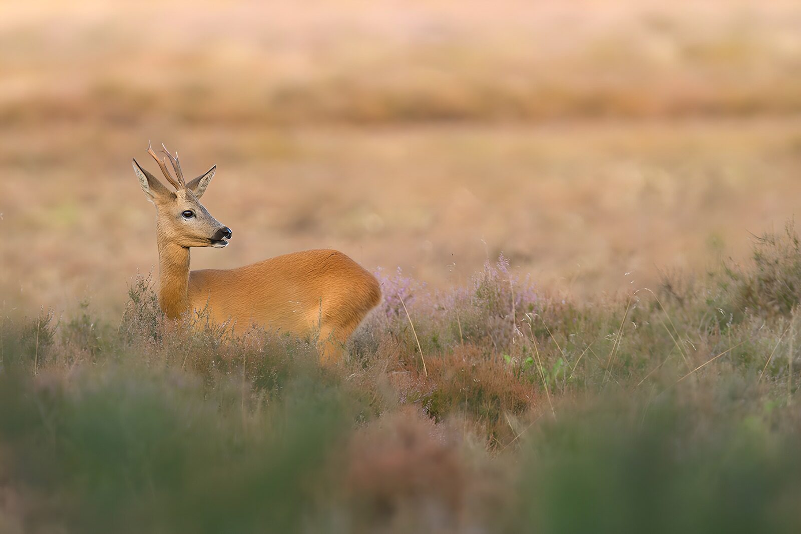 TP89631: Kromruggen in het veld