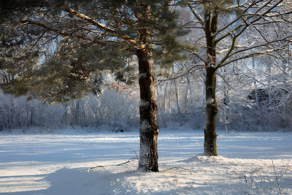 Sneeuwwonderland met bomen