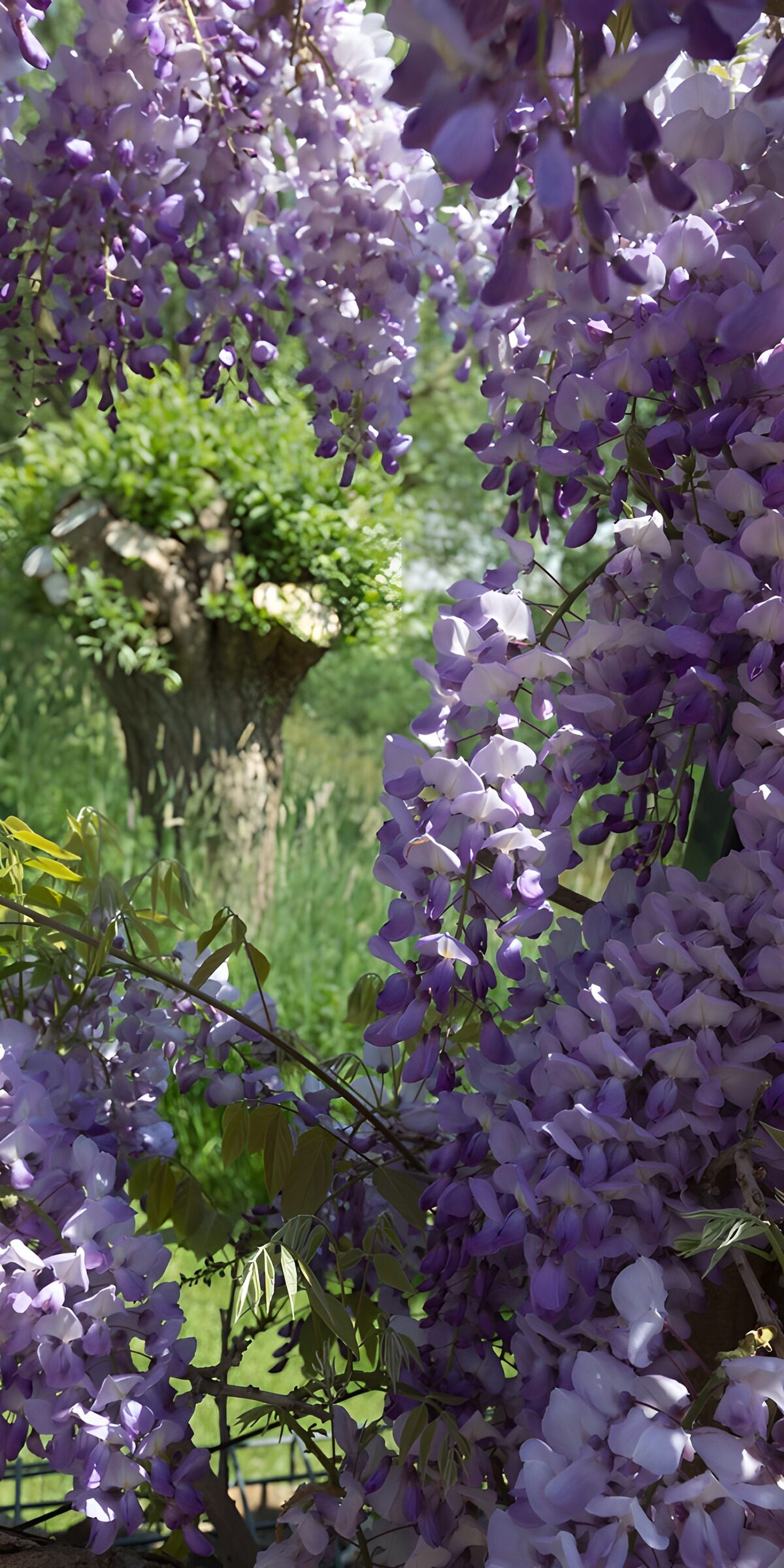 Prachtige paarse bloesems in de natuur
