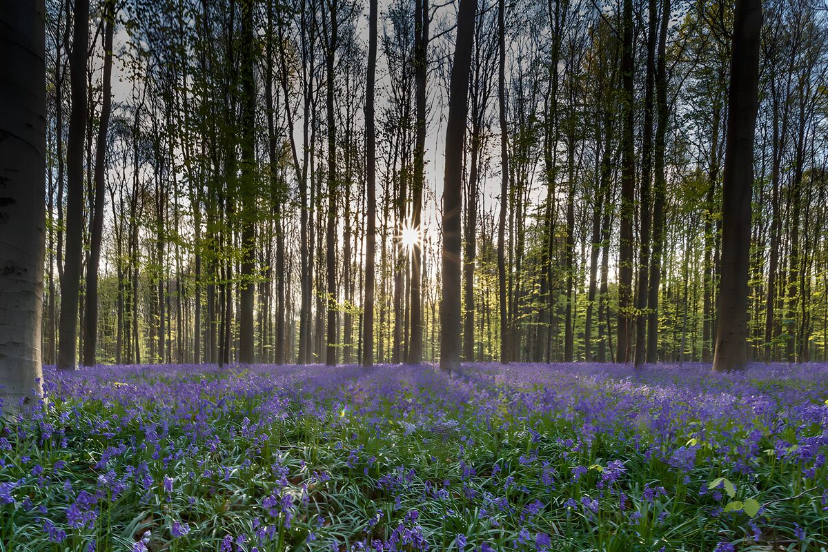 Prachtige blauwe bloemen in de bosjes