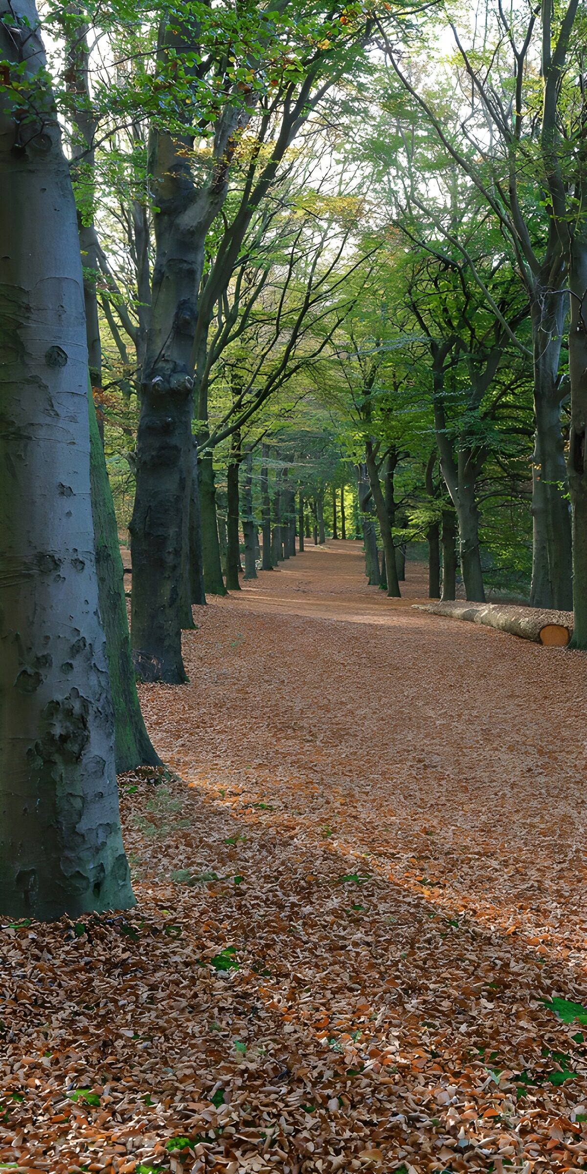 Paden omzoomd door herfstbladeren