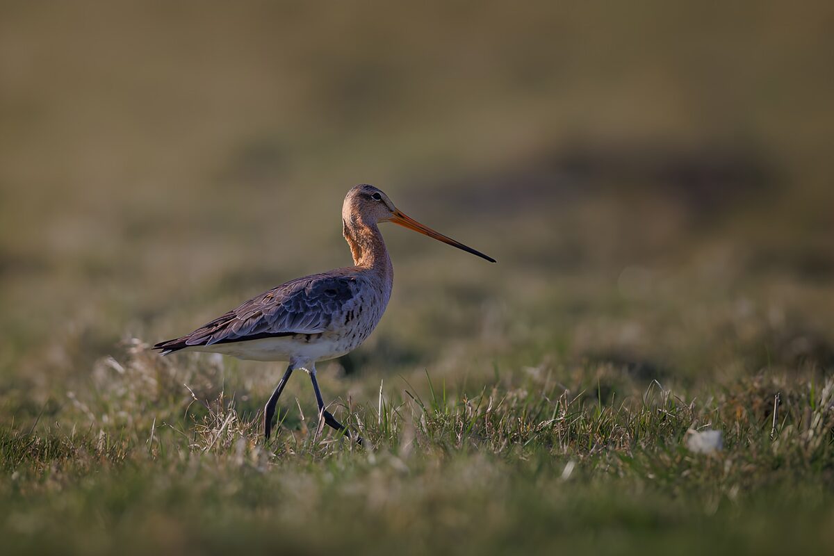 TP35298: Grutto in het gras