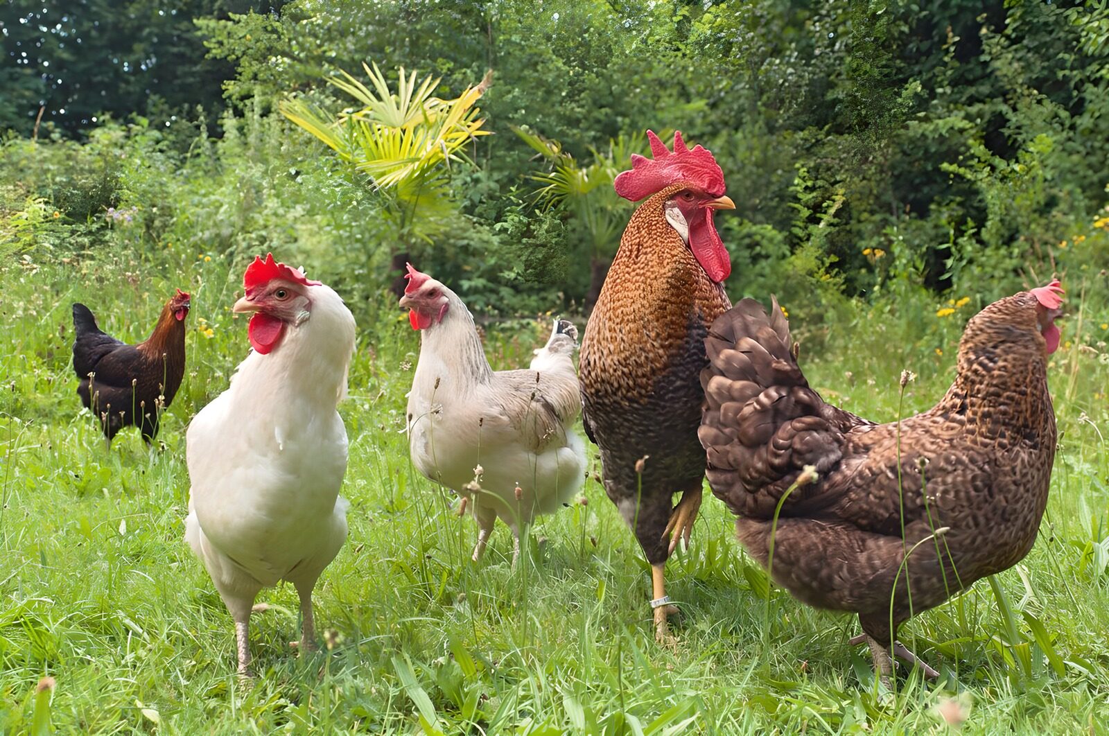 TP39053: Kleurrijke Kippen in de Natuur