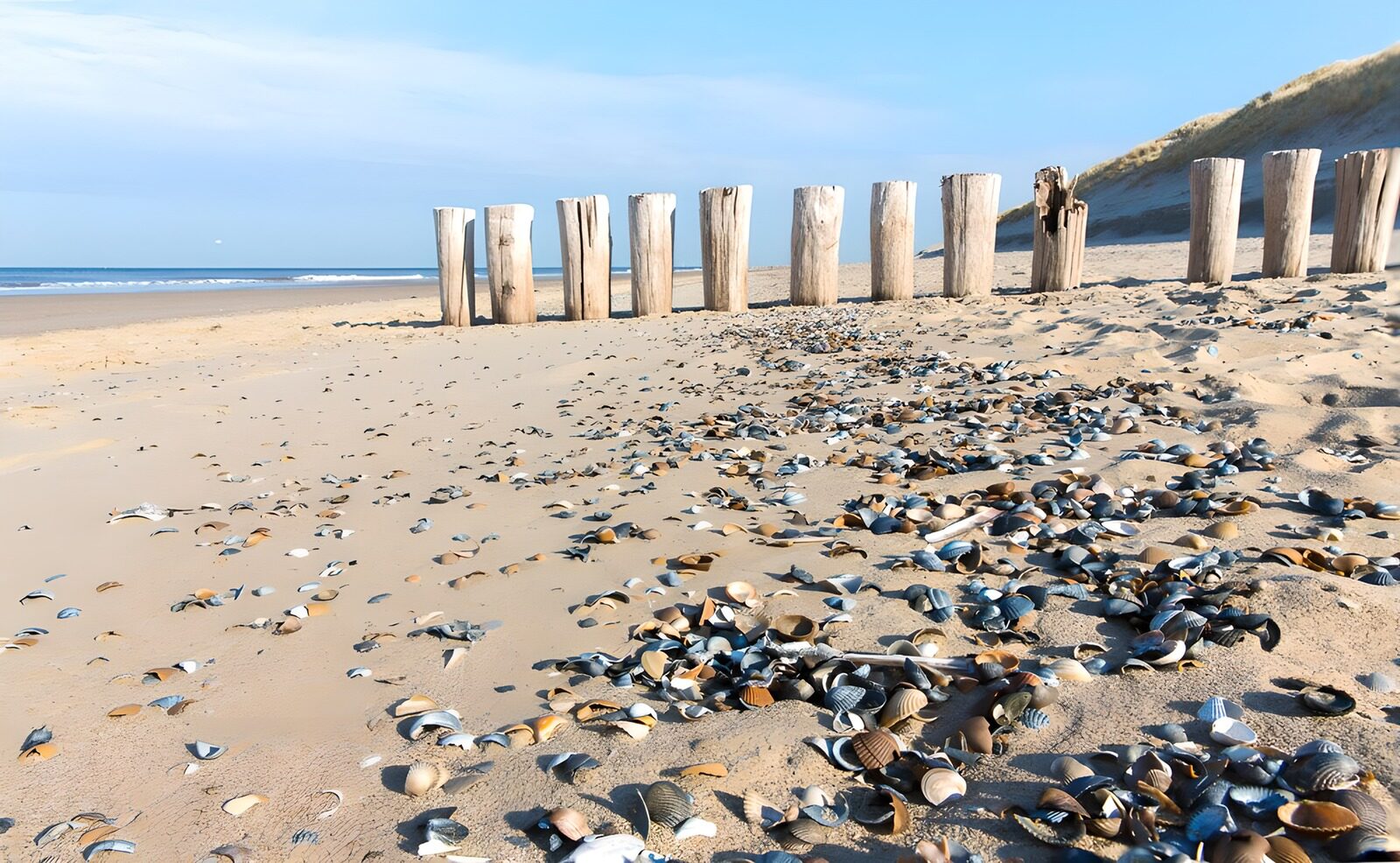 TP89331: Schelpen bij paalhoofden op het Zeeuwse strand
