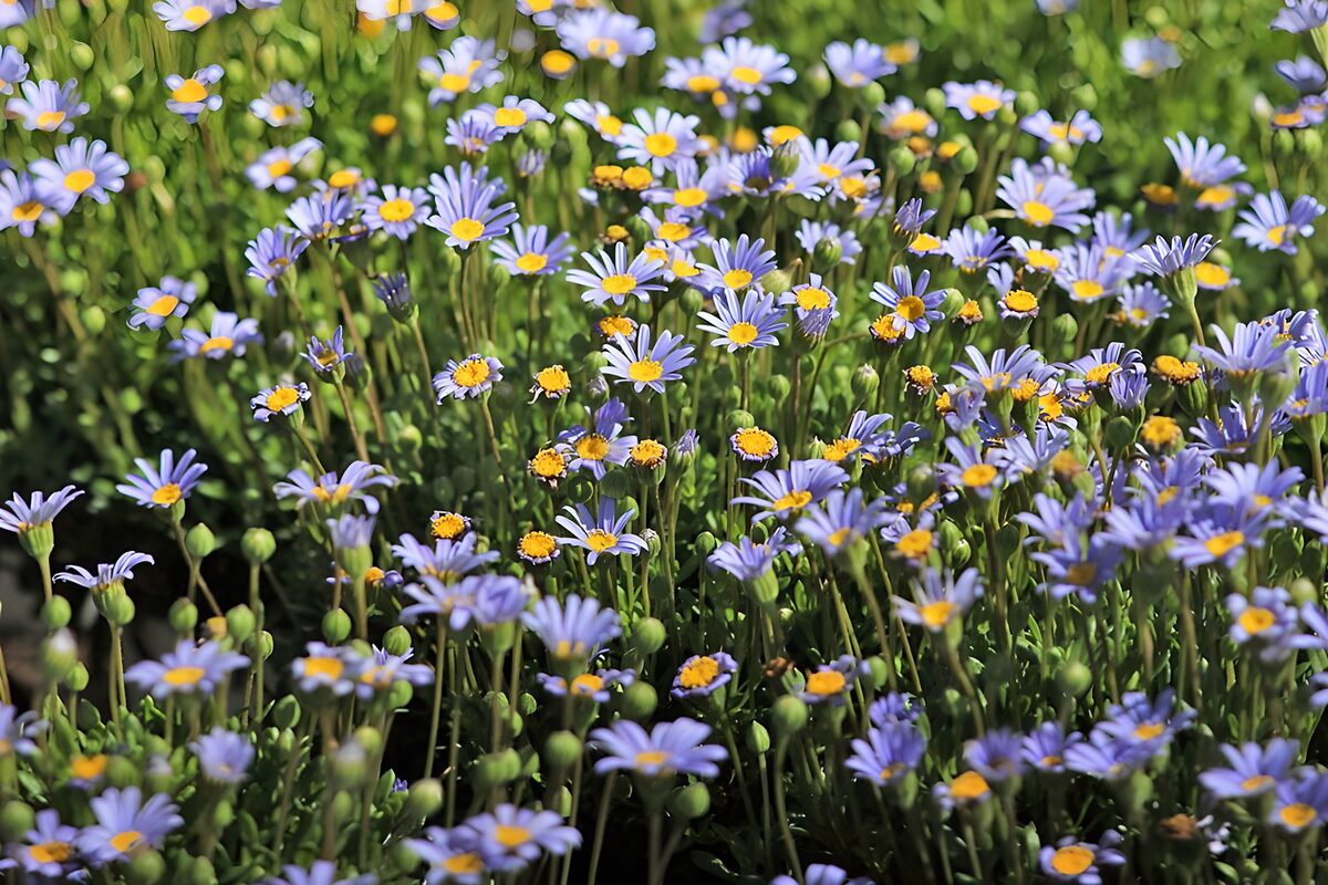 Veld van lila margrieten