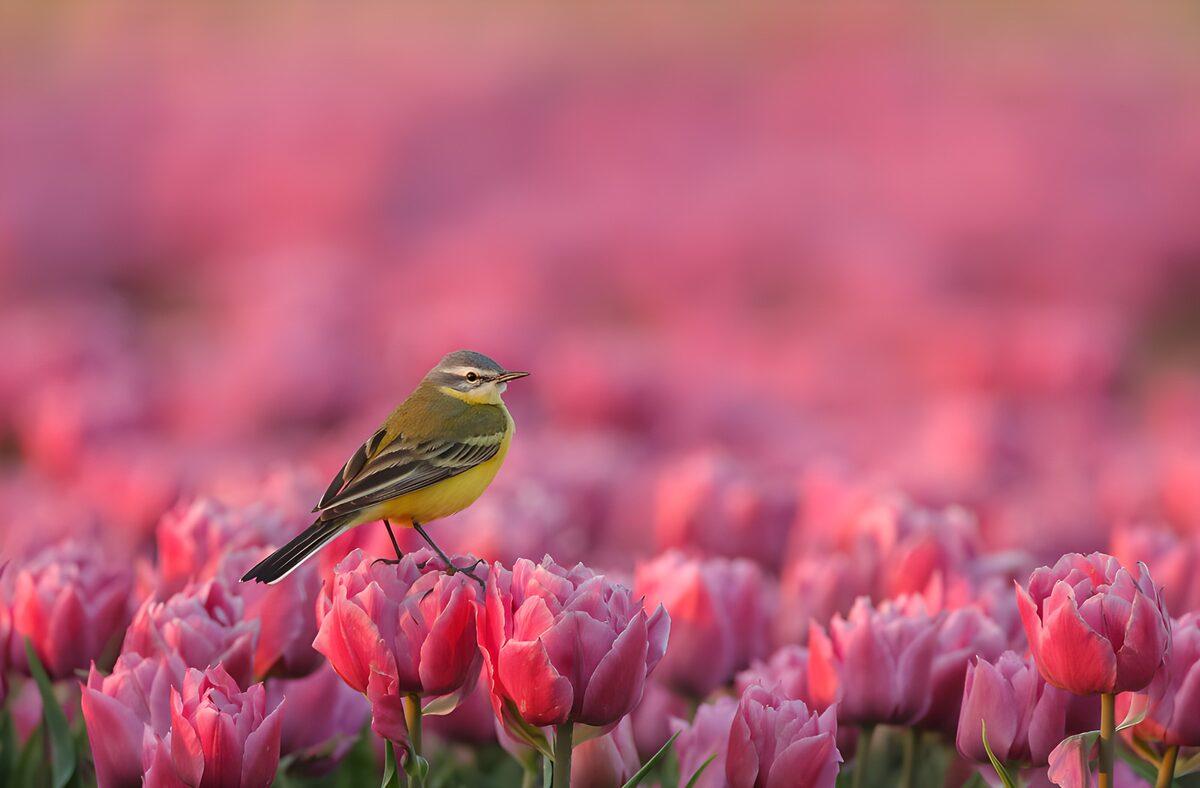 TP71579: Vogel tussen de tulpen