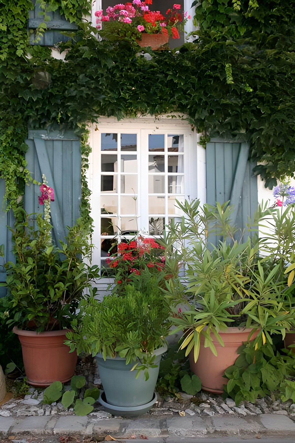 Bloempotten met planten en klimop bij raam