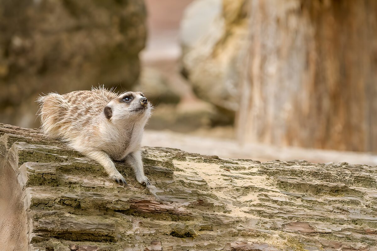 Zonnige suricata op een boomstronk