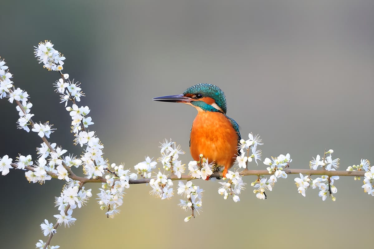 IJsvogel op bloeiende tak