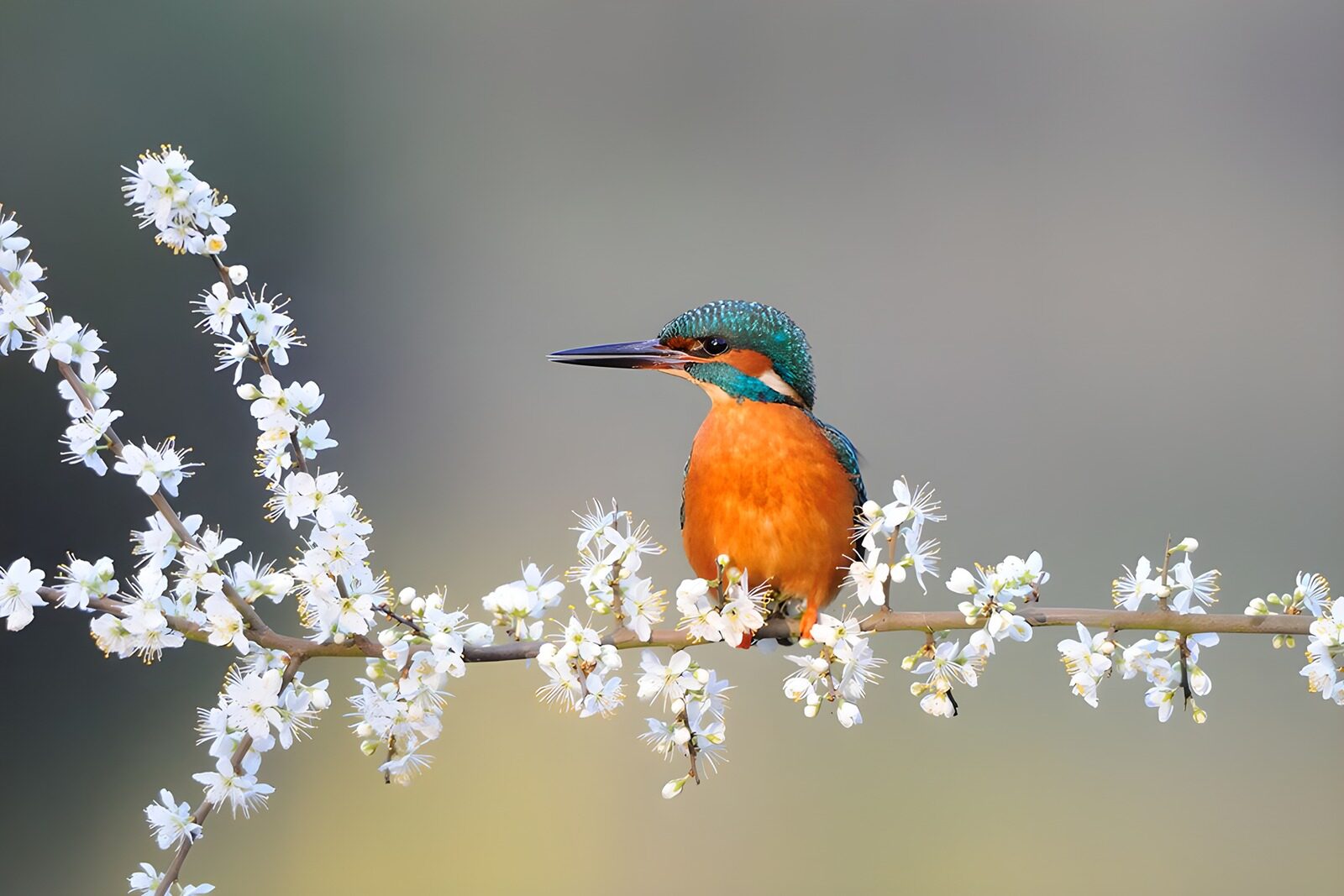 TP11592: IJsvogel op bloeiende tak