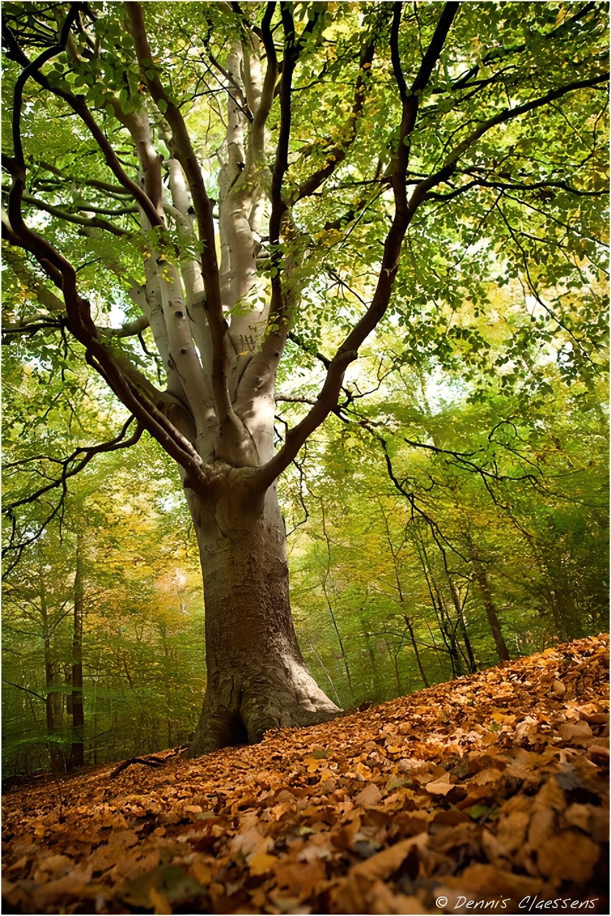 TP37154: Majestueuze boom in het herfstbos