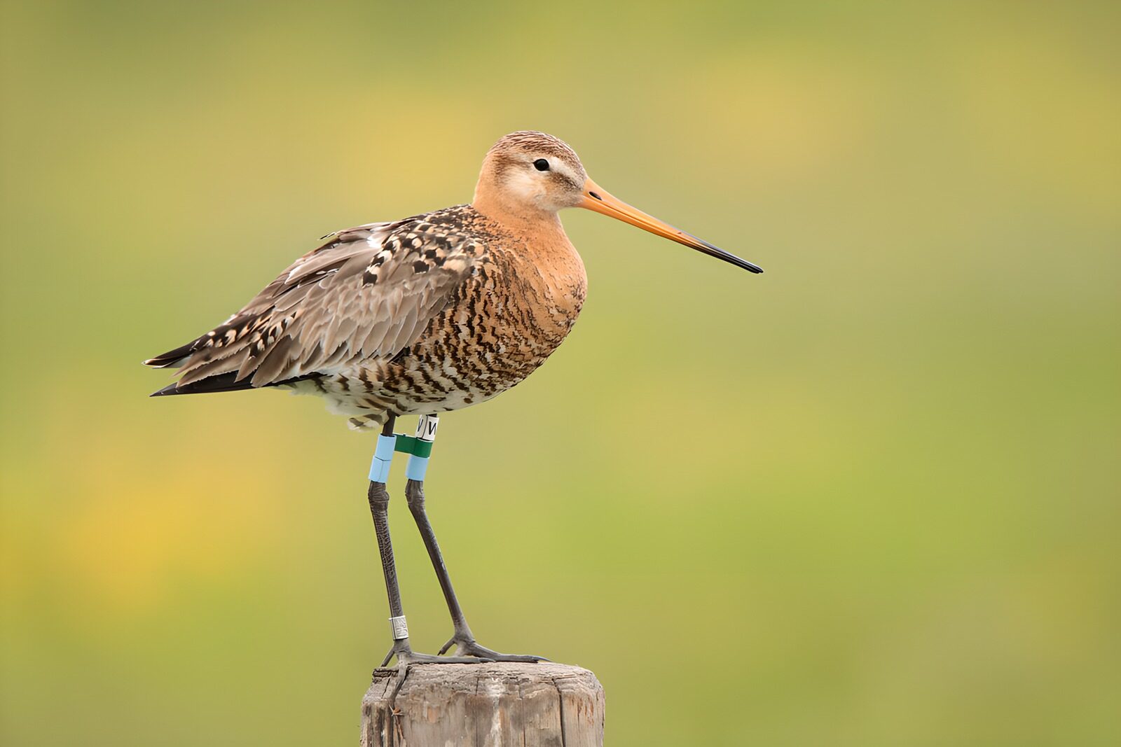 TP81726: Grutto op een paaltje in de natuur