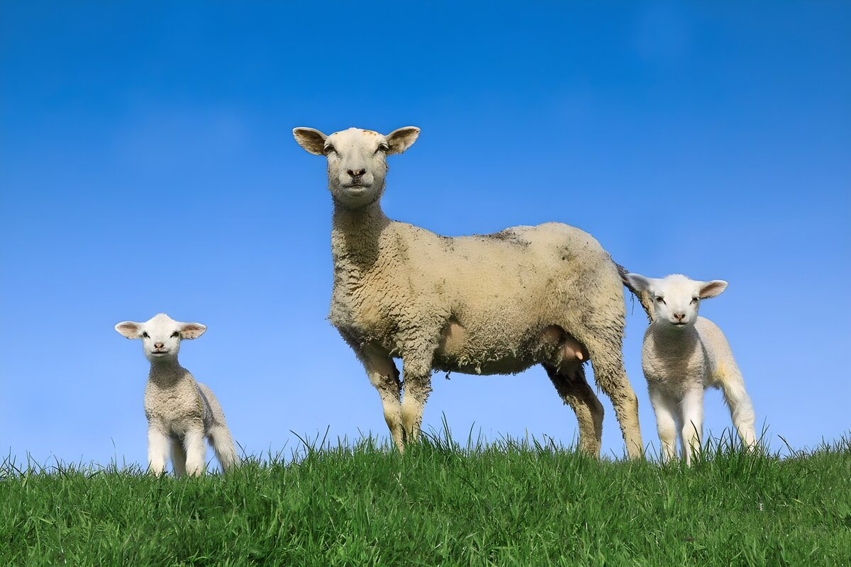Lammetjes op dijk 2