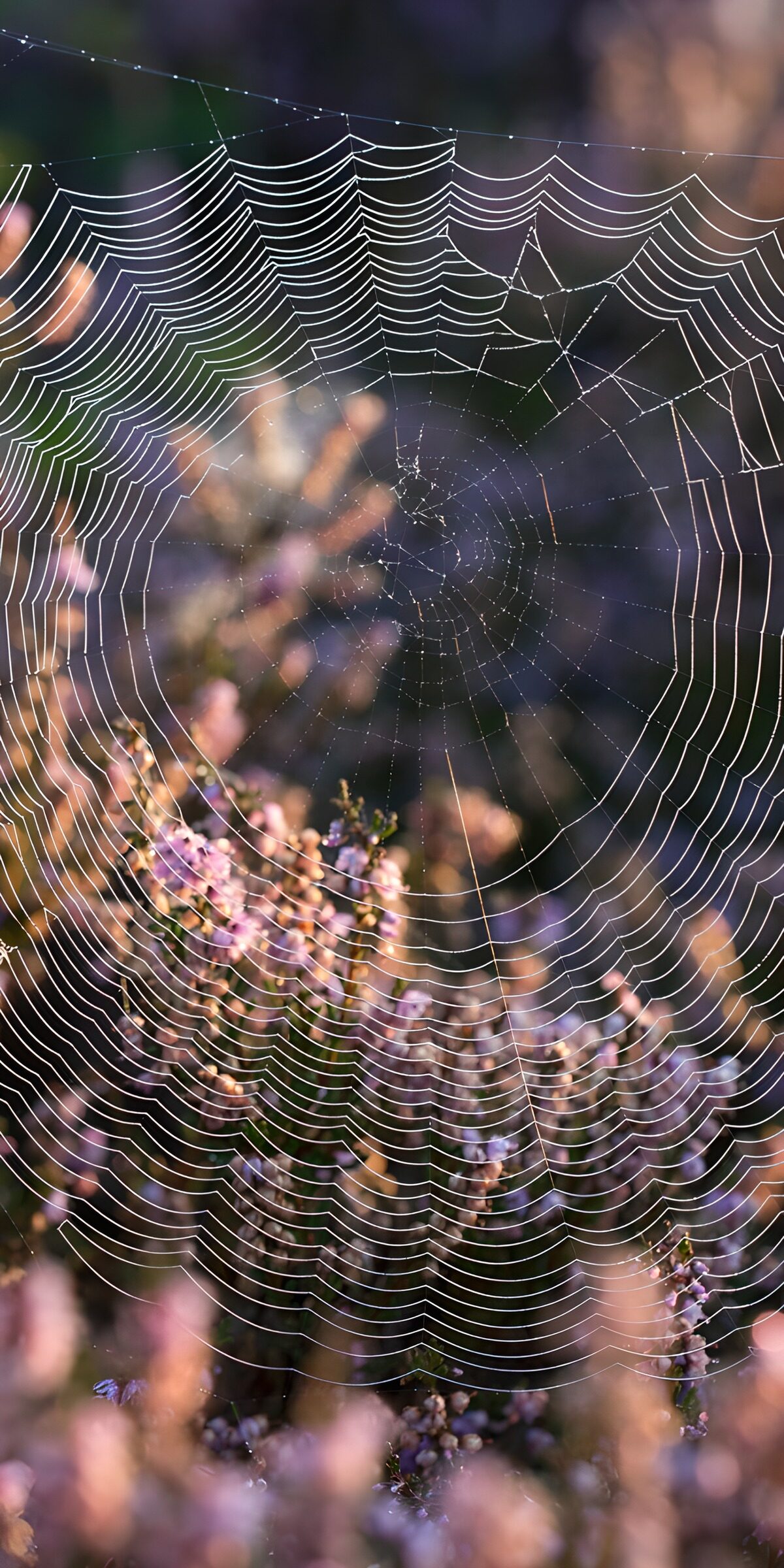 Glinsterend spinnenweb in bloei