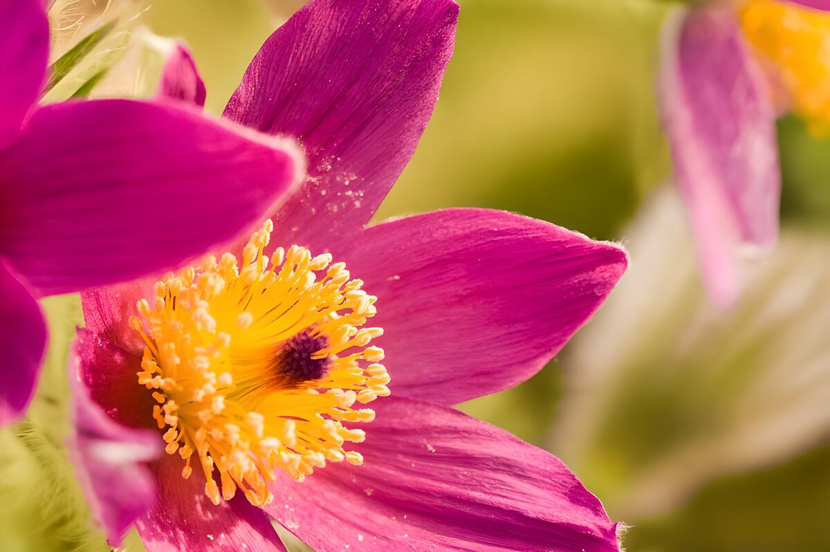 Fuchsia in beeld