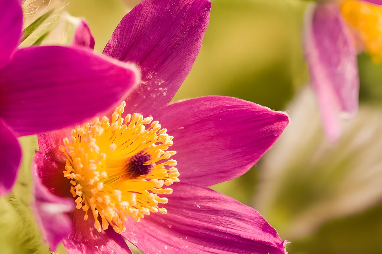 TP53231: Fuchsia in beeld