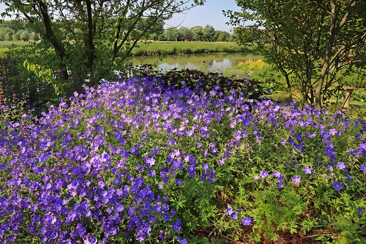 Paarse bloemenveld