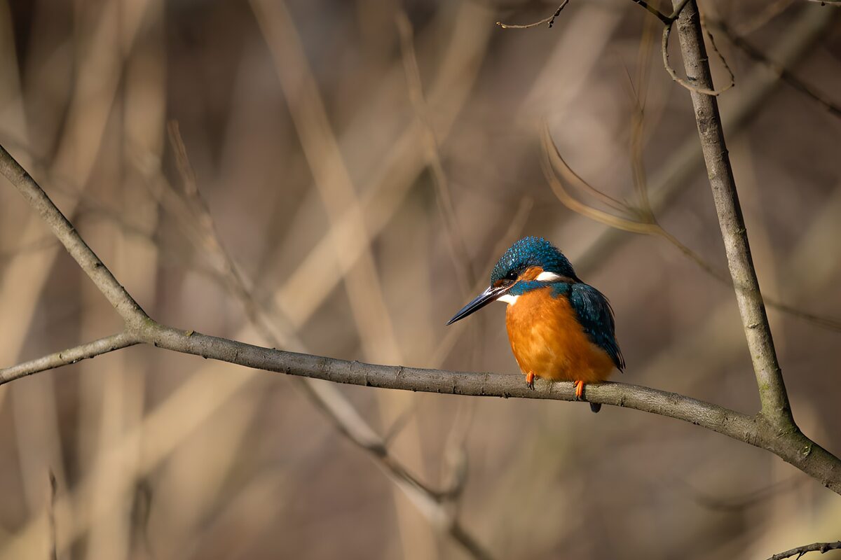 TP64390: IJsvogel op een tak