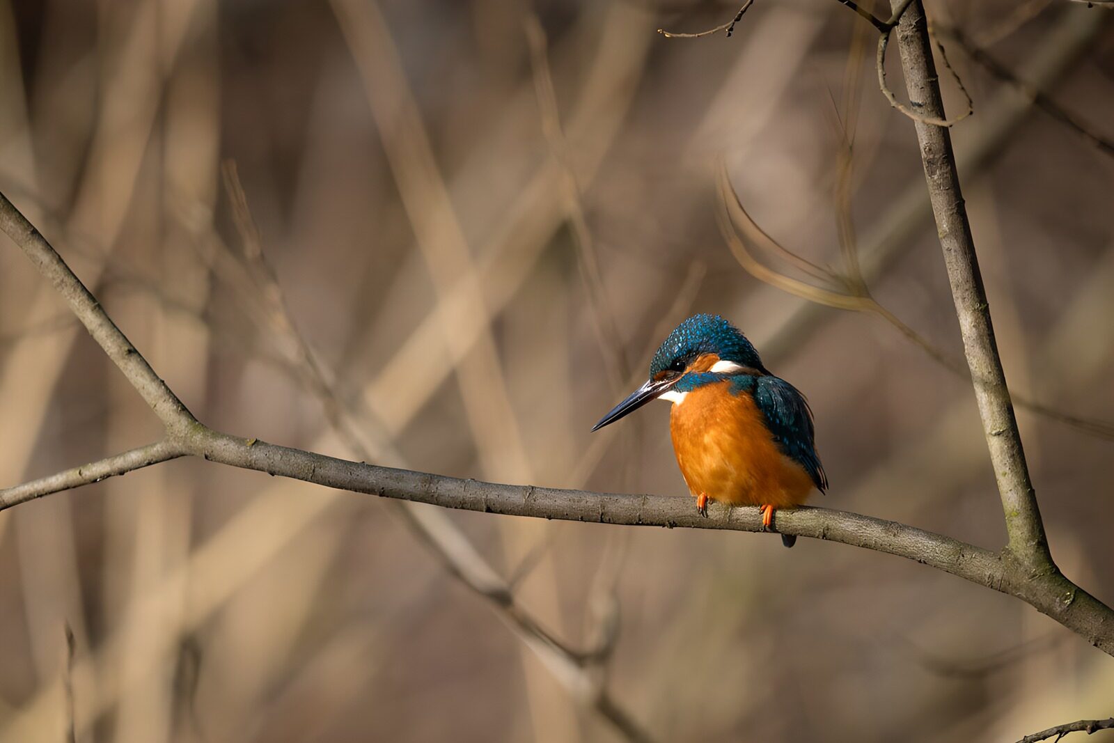 TP64390: IJsvogel op een tak