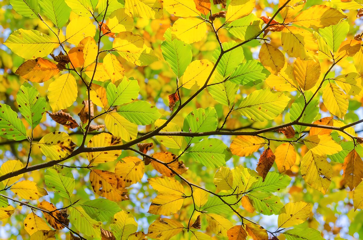 Kleurrijke bladeren in de herfst