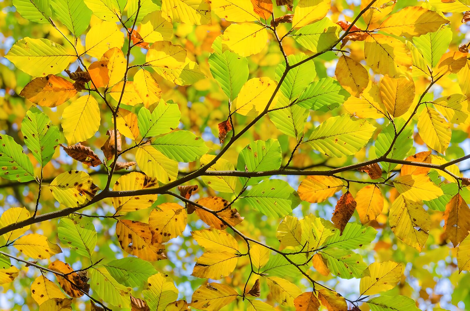 TP63145: Kleurrijke bladeren in de herfst