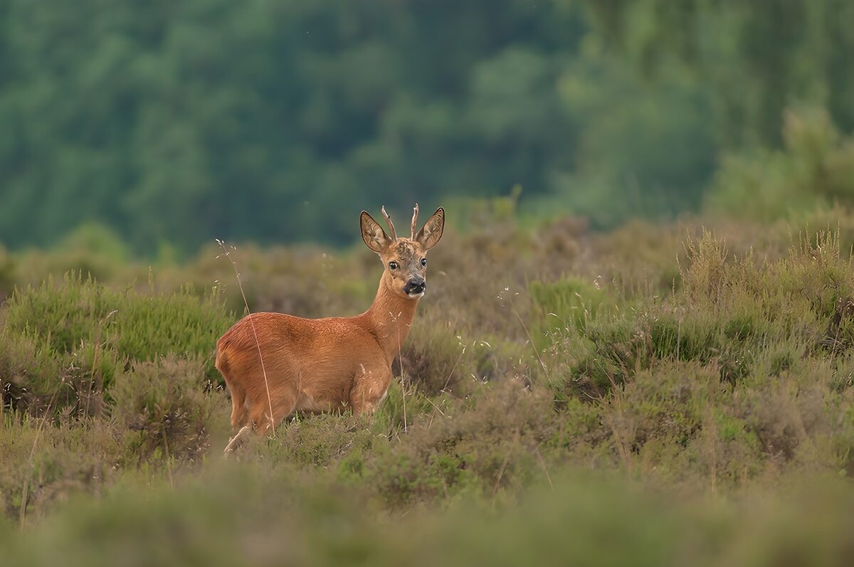Cautieuze ree in de natuur