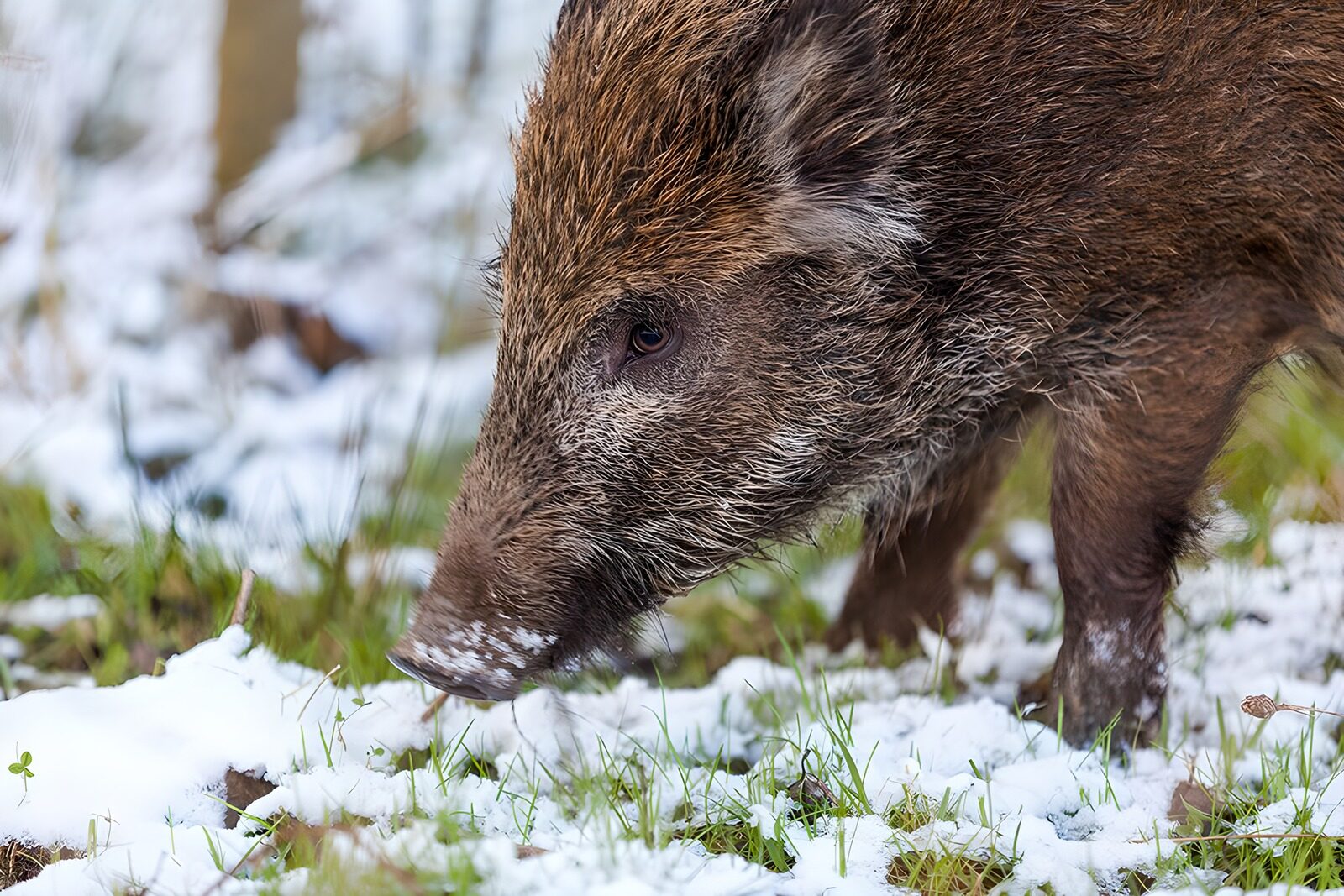 TP10504: Wild zwijn in de sneeuw