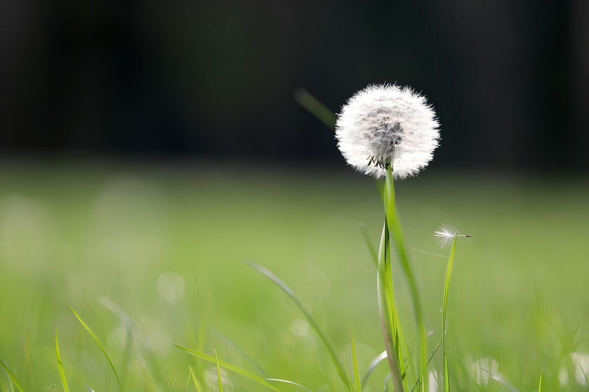 Prachtige paardenbloem in zonlicht