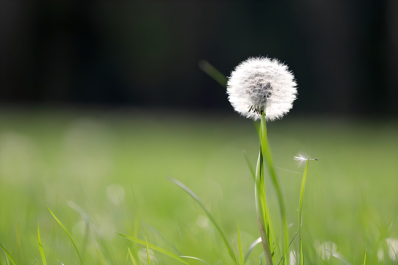 TP86762: Prachtige paardenbloem in zonlicht