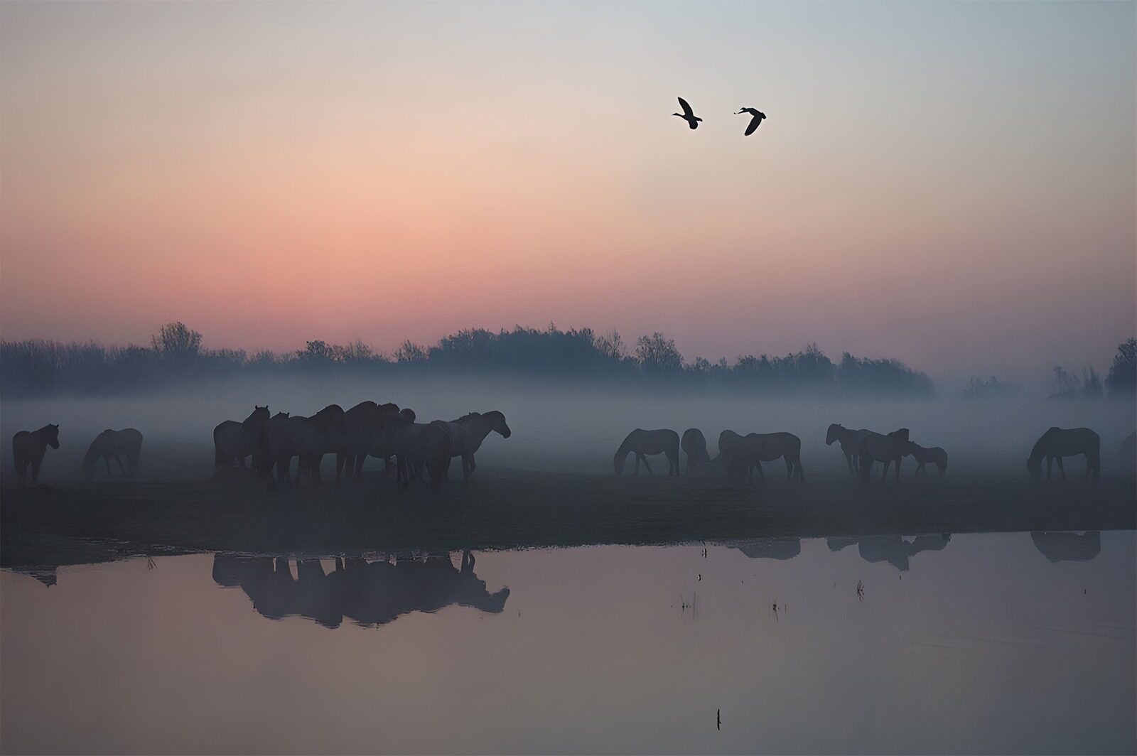TP30828: Mystieke ochtend met paarden en mist