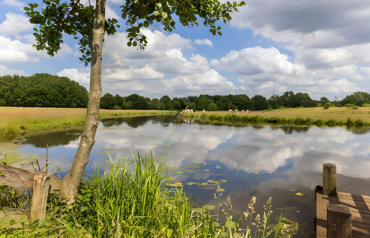 Rustig Landschap bij de Vijver