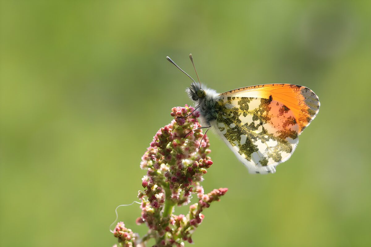 Mooi gekleurde vlinder op een bloem