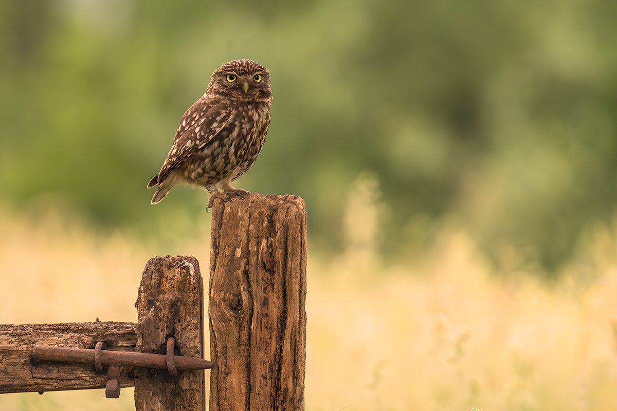 Uil op een houten paal